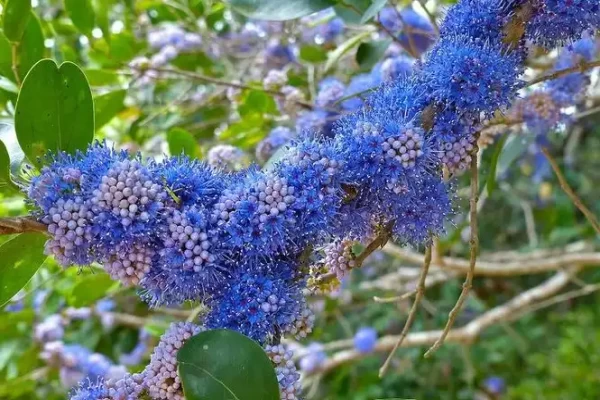 Memecylon umbellatum