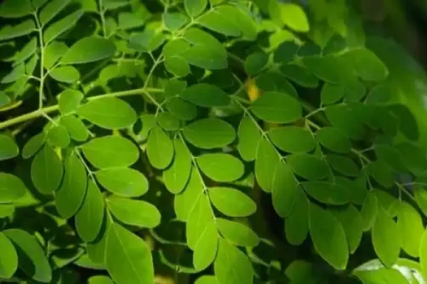 Moringa oleifera Lamk