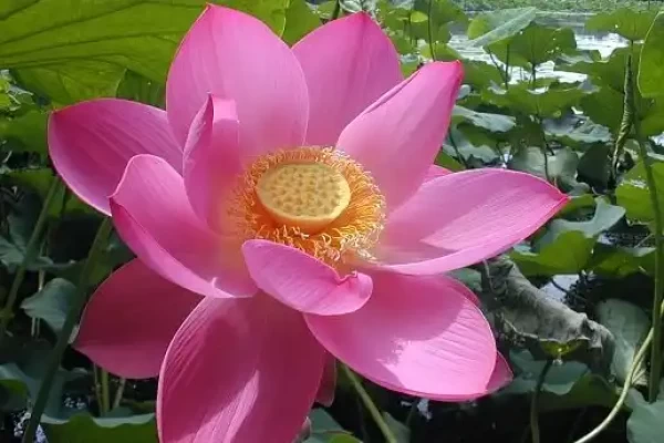 Nelumbo nucifera