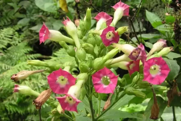 Nicotiana tabacum