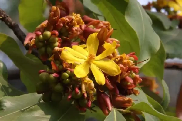 Ochna squarrosa