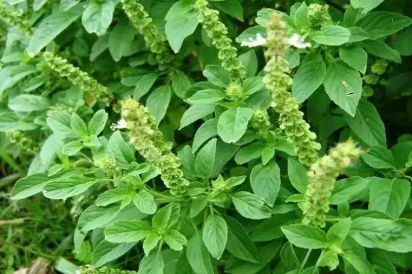 Ocimum americanum