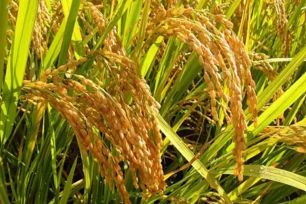 Oryza sativa