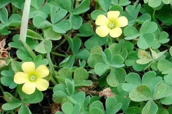 Oxalis corniculata