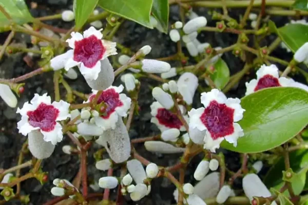 Paederia foetida