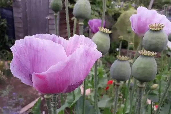 Papaver somniferum