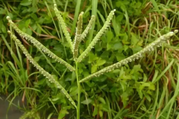 Paspalum scrobiculatum