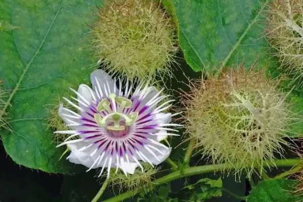 Passiflora foetida