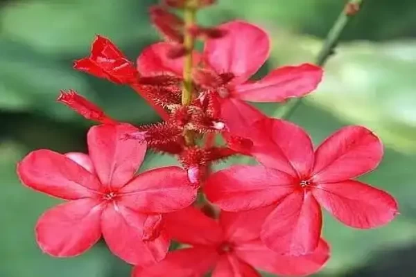 Plumbago indica