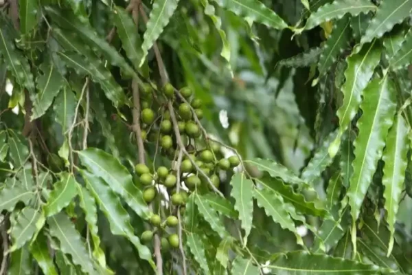 Polyalthia longifolia