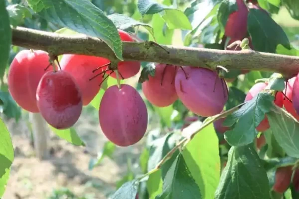 Prunus domestica