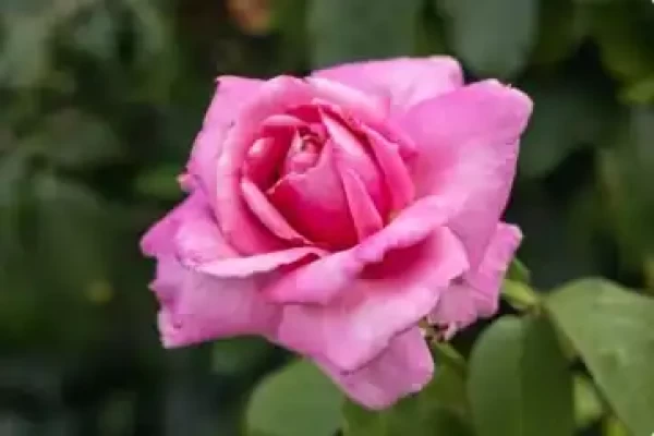 Rose damascena