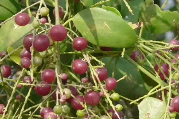 Salvadora persica