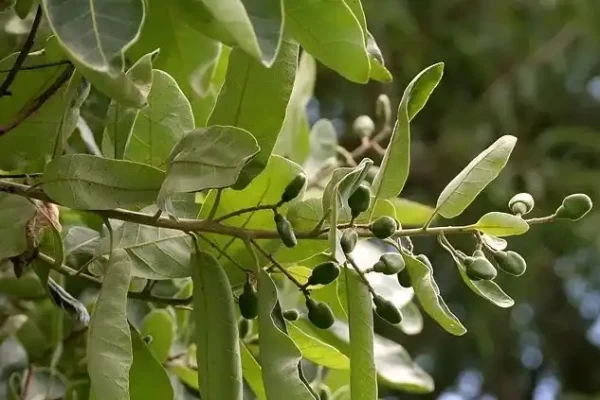 Semecarpus anacardium