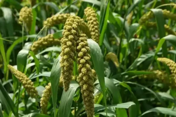 Setaria italica