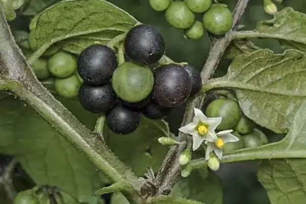 Solanum indicum