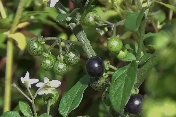 Solanum nigrum