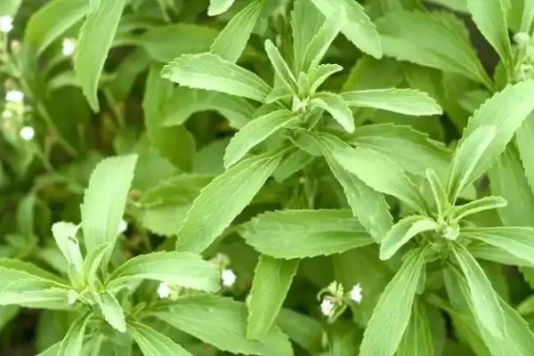 Stevia rebaudiana