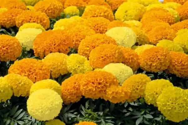 Tagetes erecta