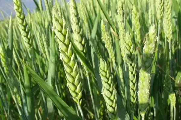 Triticum aestivum