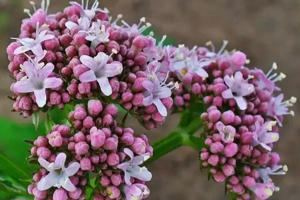 Valeriana wallichii