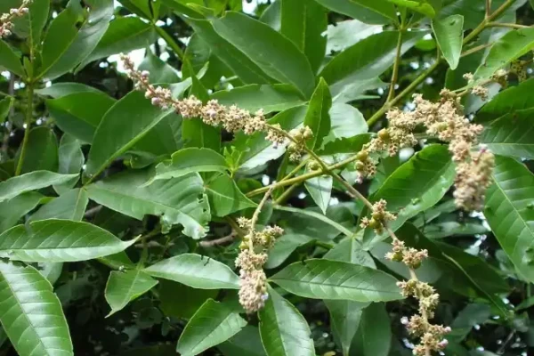 Vitex peduncularis