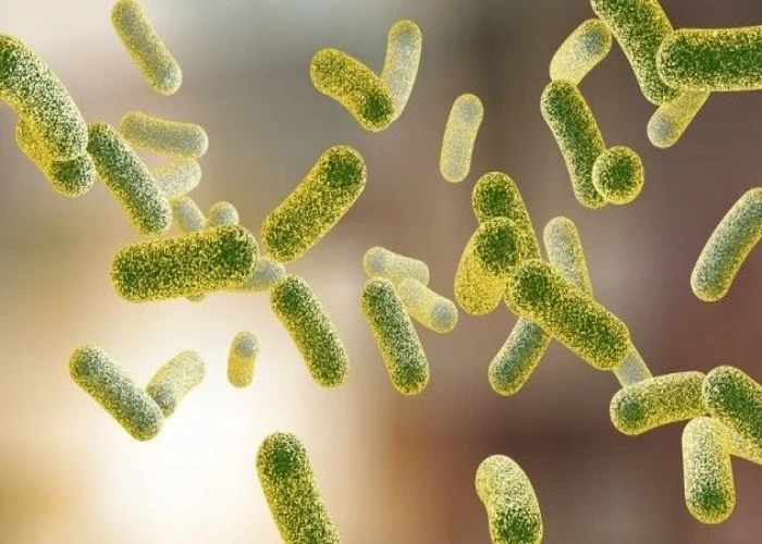 Pseudomembranous colitis