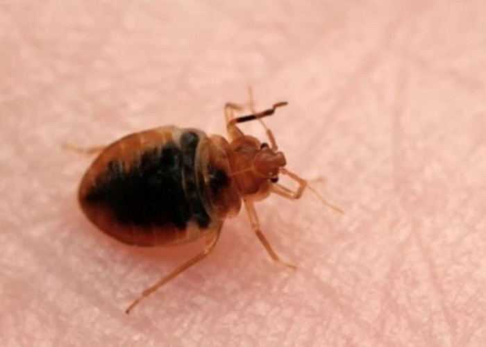 Bedbugs