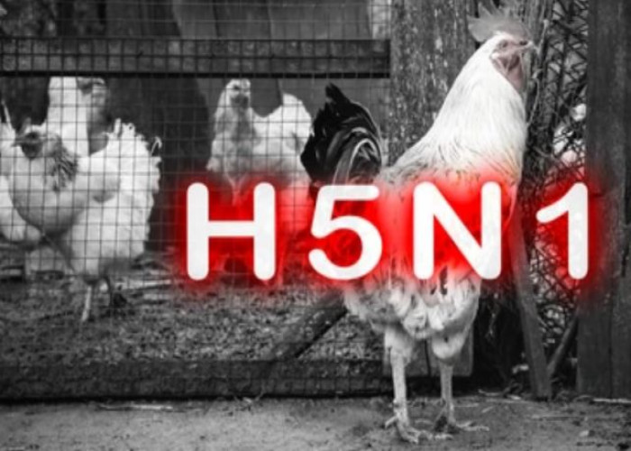 Bird flu (avian influenza)
