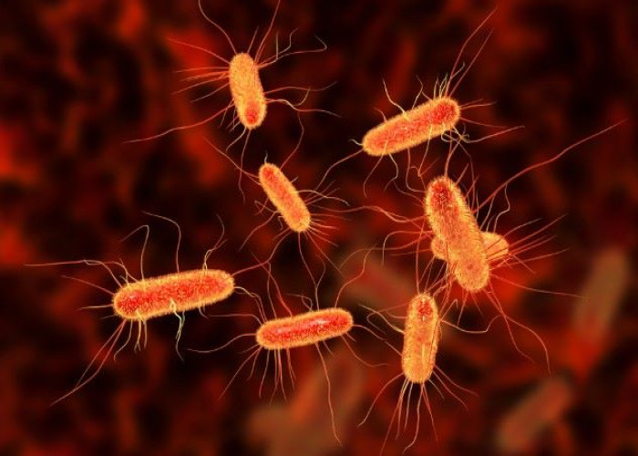 E. coli