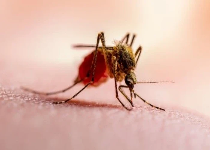 Malaria Fever