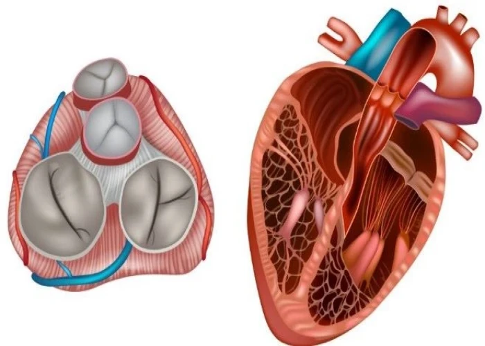 Mitral valve disease