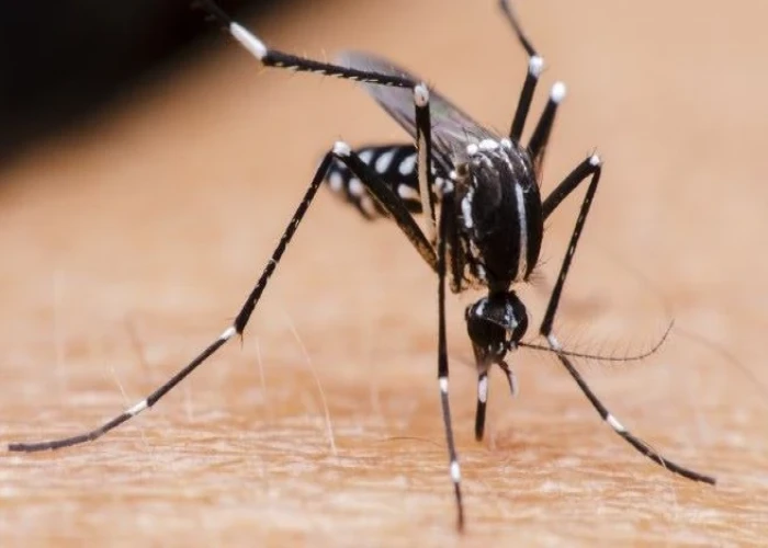 Mosquito bites