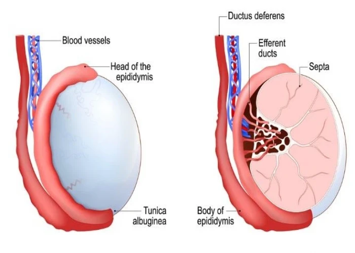 Retractile testicle