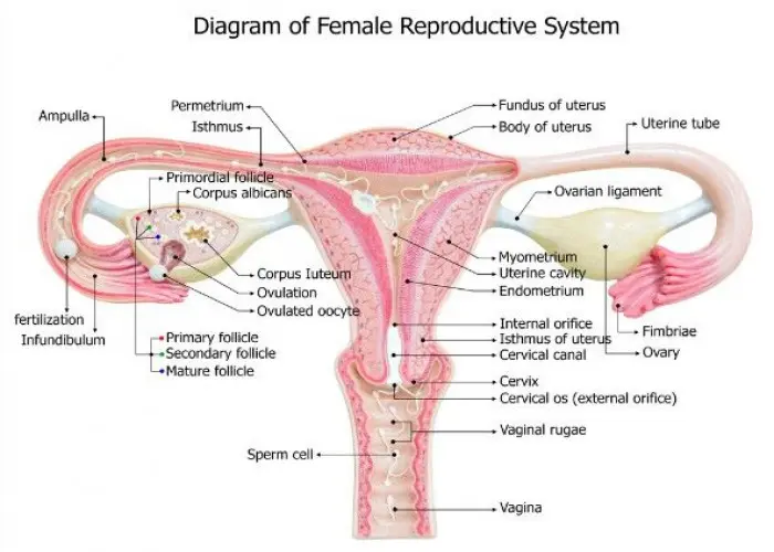 Female infertility