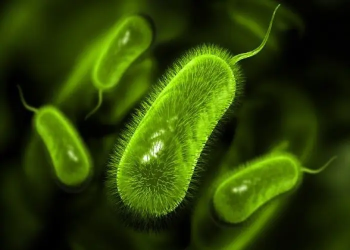 Helicobacter pylori (H. pylori) infection