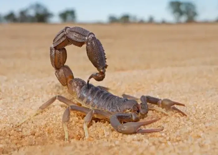 Scorpion sting