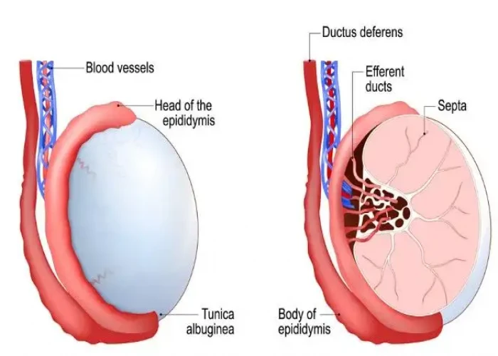 Scrotal masses