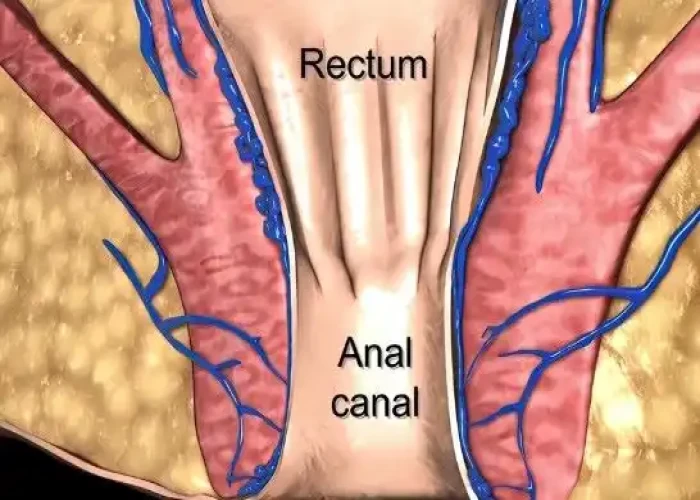 Anal canal