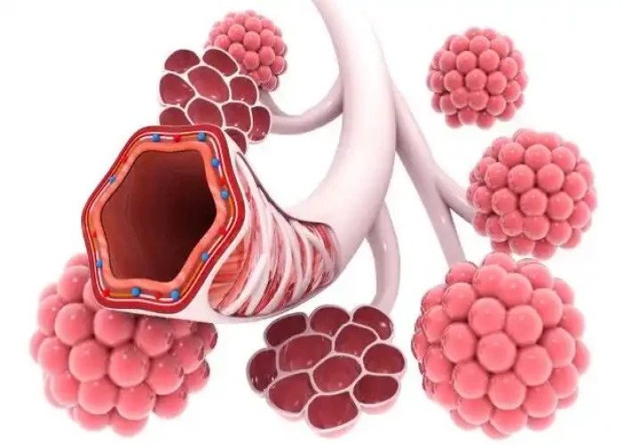 Bronchioles and smaller air passages