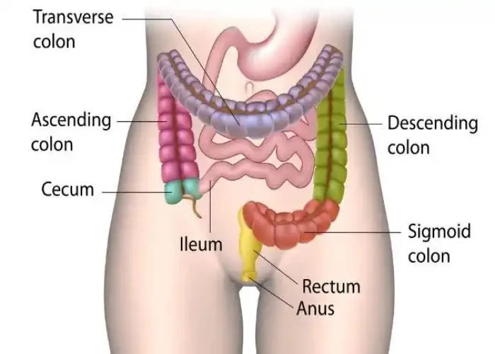 Descending colon intestine