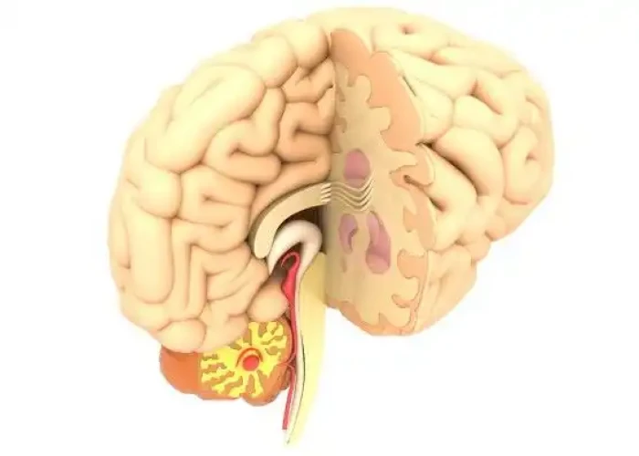 Midbrain Brainstem