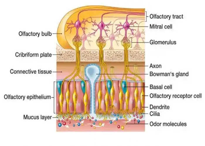 Olfactory epithelium