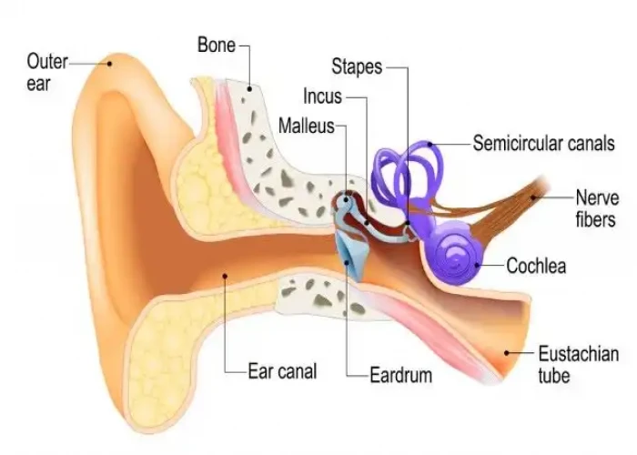 Ossicles Middle ear