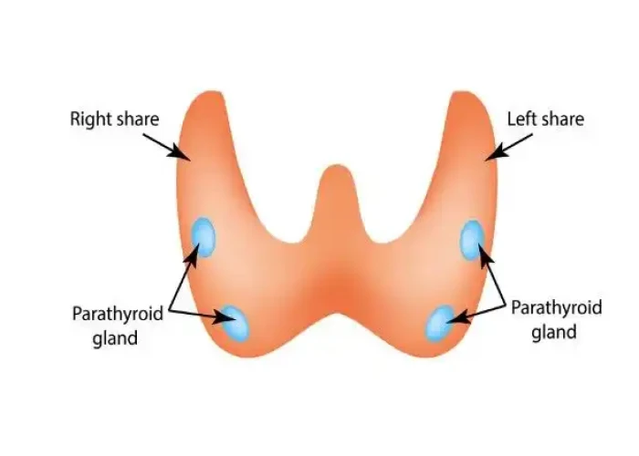 Parathyroid glands