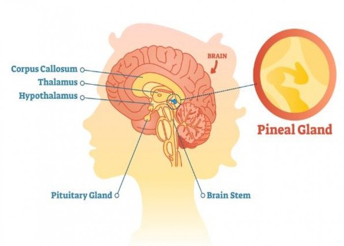 Pineal gland