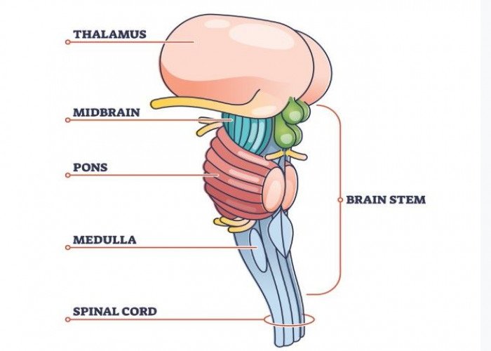 Pons Brainstem