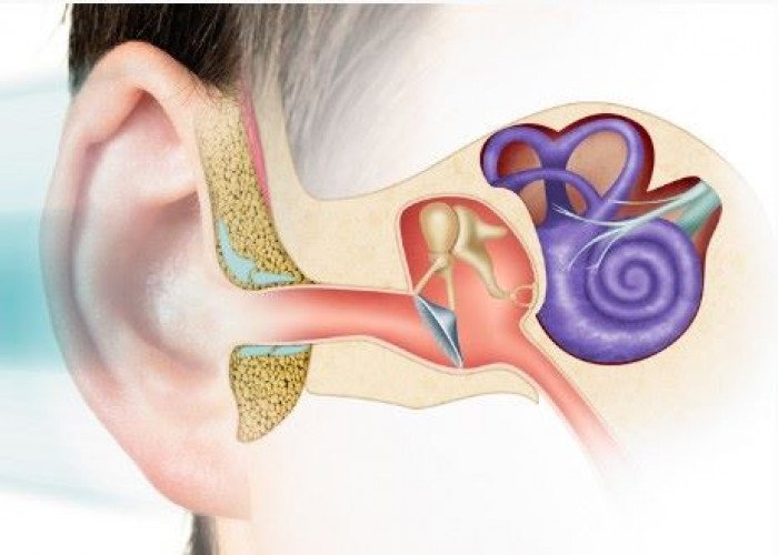 Semicircular canals Inner ear