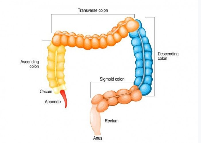 Sigmoid colon intestine