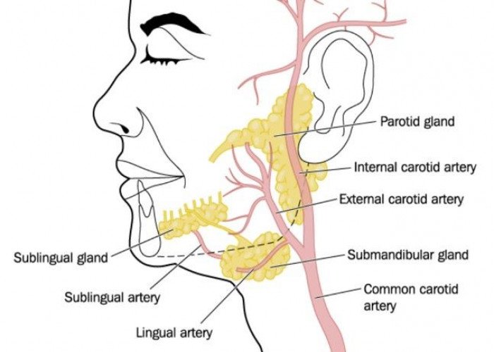 Submandibular glands